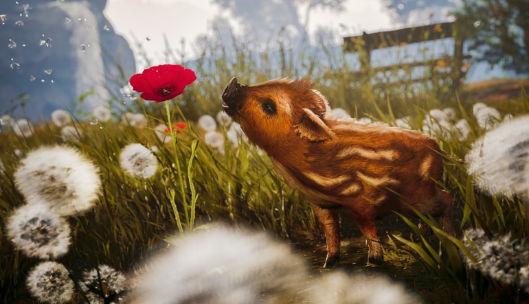 Adorable Adventures