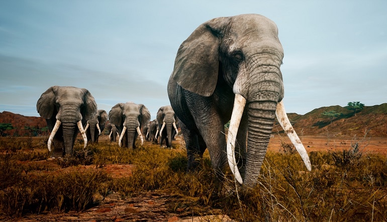 Animalia Survival